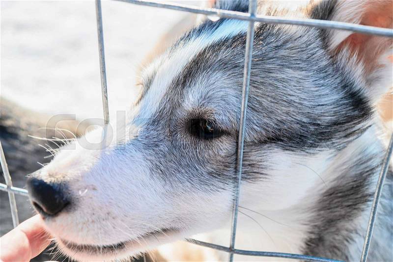 Face of funny husky puppy throughout the grid at the enclosure in Rovaniemi, Lapland, Finland, stock photo