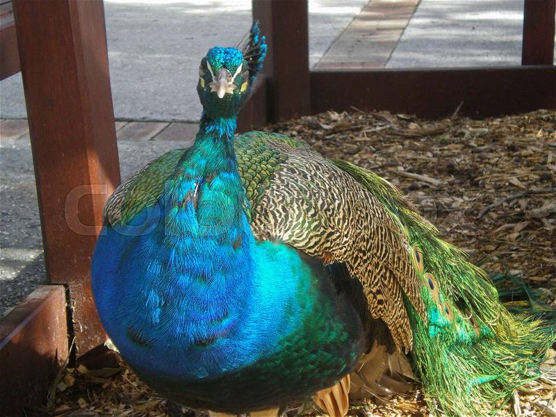 Peacock in a zoological garden in australia, stock photo