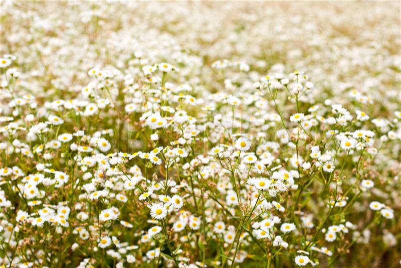 Background of white flowers in the meadow, stock photo