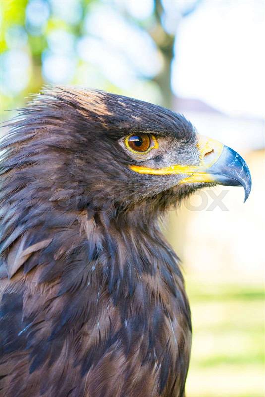 Portrait of golden eagle (Aquila chrysaetos) with blurred background, stock photo