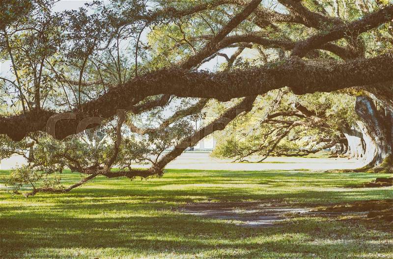 Oak Alley Plantation. Louisiana - Trees and garden, stock photo