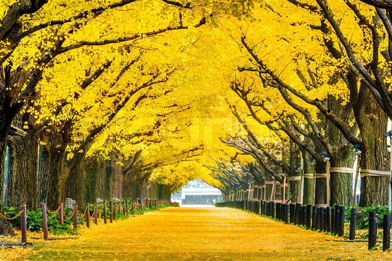 Row of yellow ginkgo tree in autumn. Autumn park in Tokyo, Japan, stock photo