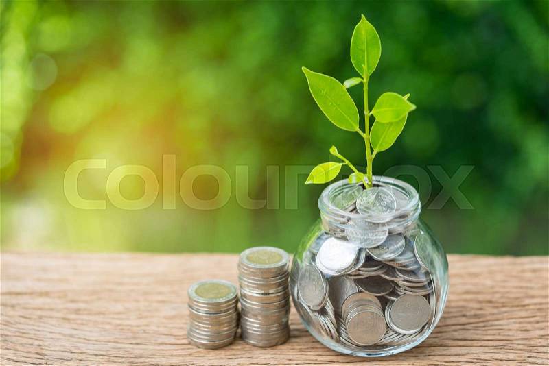 Grow sprout plant in saving jar with full of coins and stack of coins with golden artificial light as savings or investment concept, stock photo