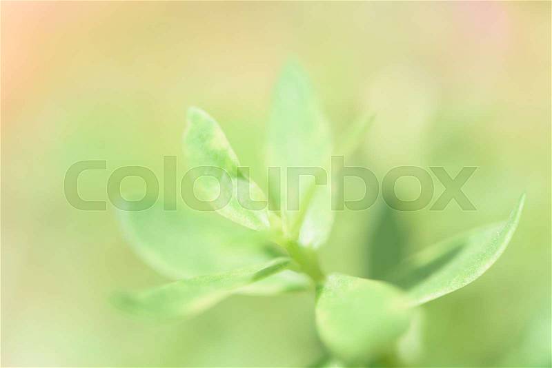 Green leaves pastel background with copy space for text, stock photo