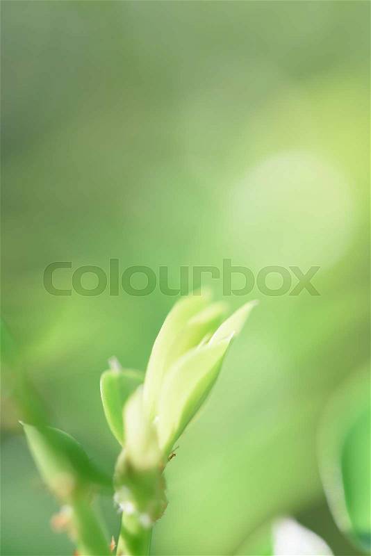 Green leaves background with copy space for text, stock photo