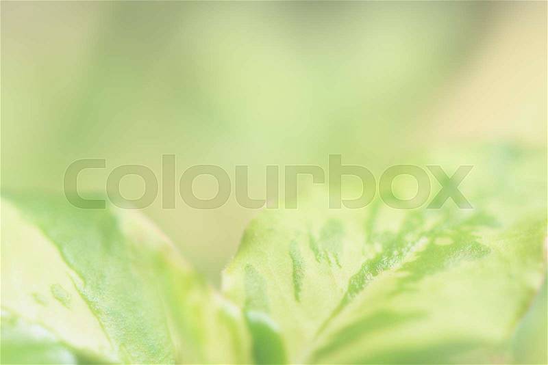 Green leaves background with copy space for text, stock photo