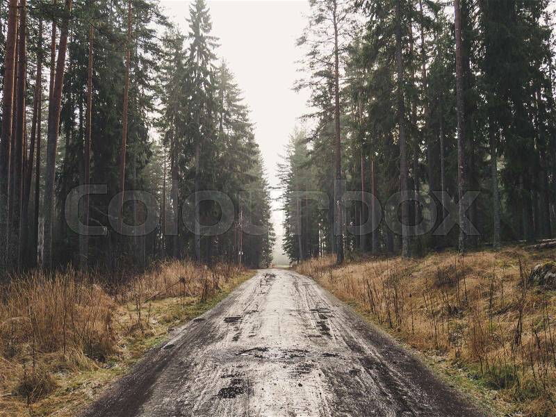 Icy road in misty forest morning. Winter or autumn landscape in Sweden. Vintage look, stock photo
