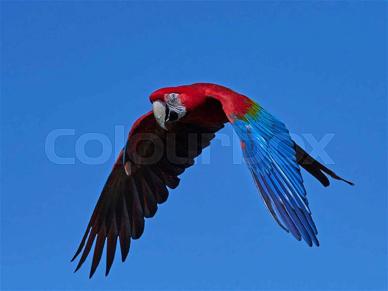 Green-winged macaw in flight with blue skies in the background, stock photo