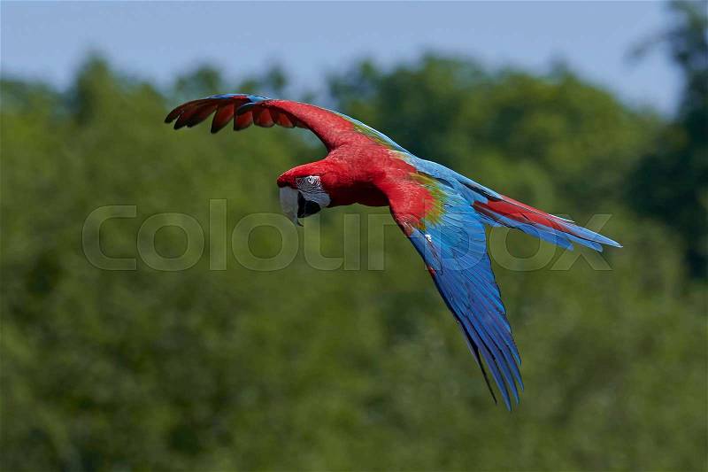 Green-winged macaw in flight with vegetation in the background, stock photo