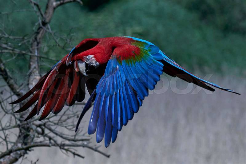Green-winged macaw in flight with vegetation in the background, stock photo
