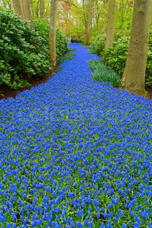 Bluebell flowers river in spring dutch park Keukenhof, Netherlands, stock photo