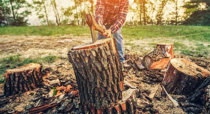 Male Lumberjack in the black-and-red plaid shirt with an ax chopping a tree in the forest, stock photo