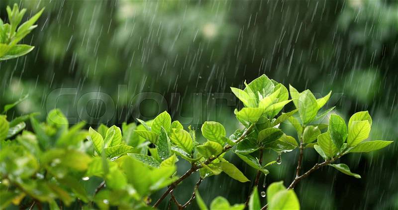 Nature fresh green leaf branch under havy rain in rainy season, stock photo