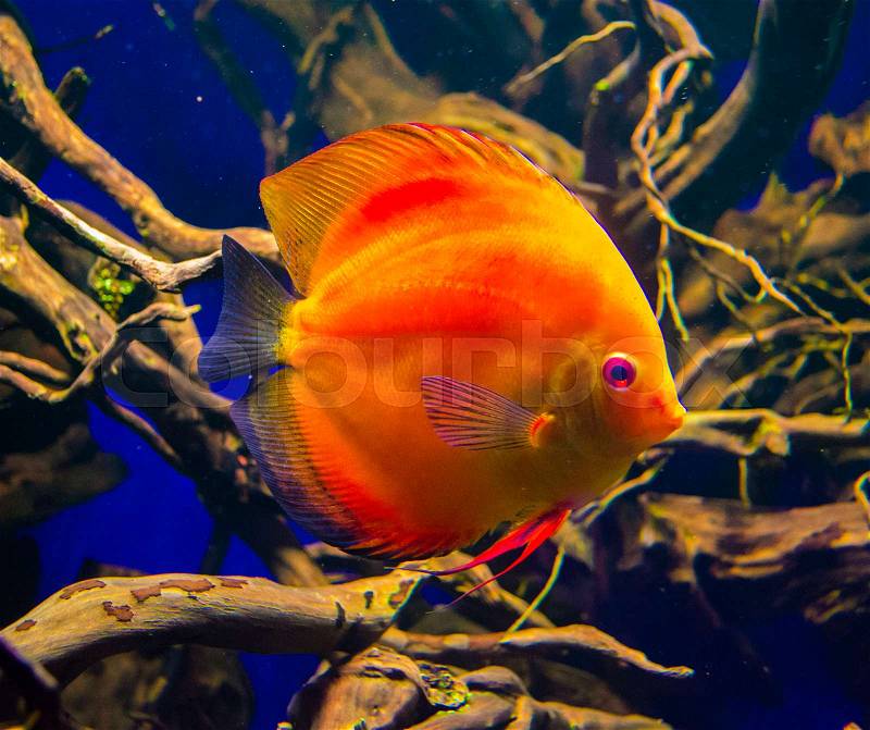 Discus fish (Pompadour). Fishes in an aquarium, stock photo