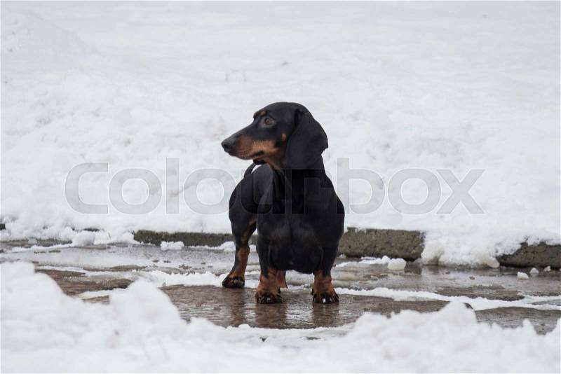 Dachshund sausage dog playing winter, stock photo