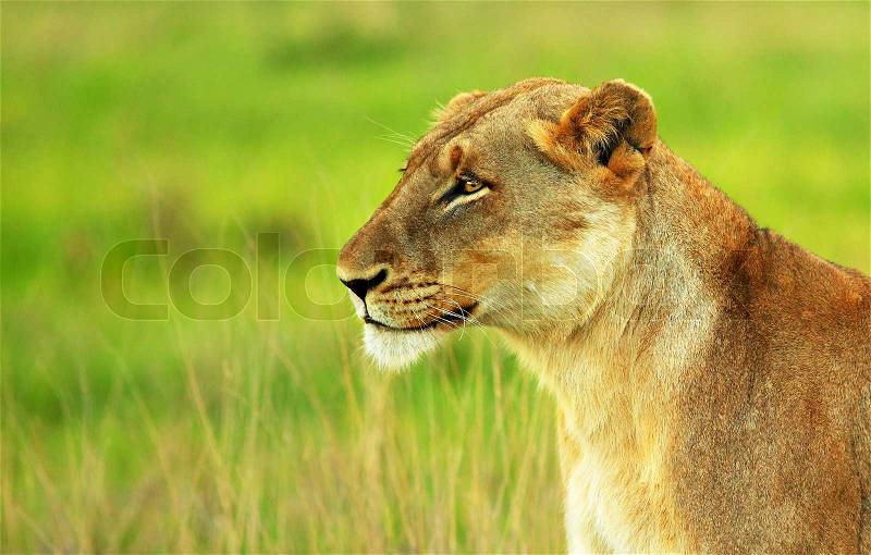 Beautiful wild African lioness portrait, game drive wildlife safari, animals in natural habitat, Eco travel and tourism, nature of South Africa, Kruger national park, Sabi Sand, stock photo