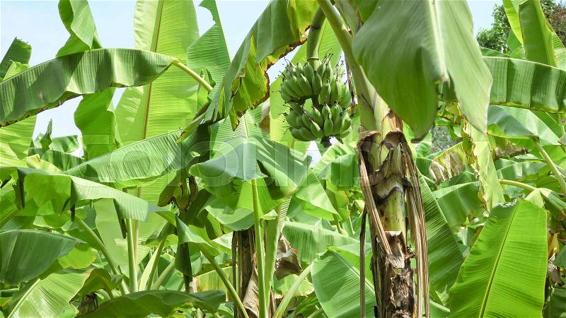 Banana Plantation,Banana farming in thailand, stock photo