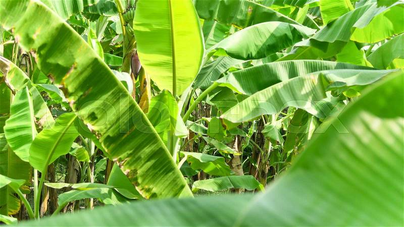 Banana Plantation,Banana farming in thailand, stock photo