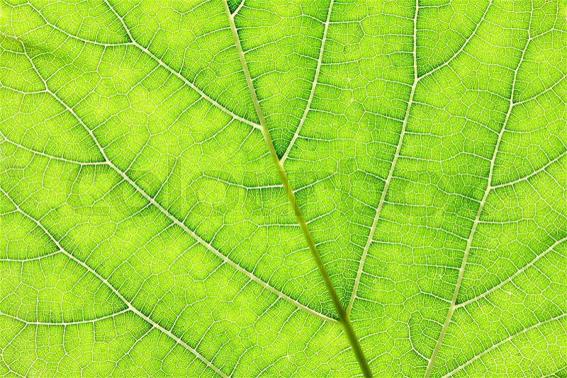 Close up the green leaf texture as green nature abstract background, stock photo