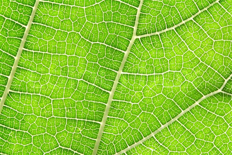 Close up the green leaf texture as green nature abstract background, stock photo