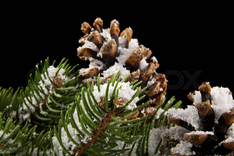 Cones and branch of Christmas tree in snow on a black background close-up, stock photo