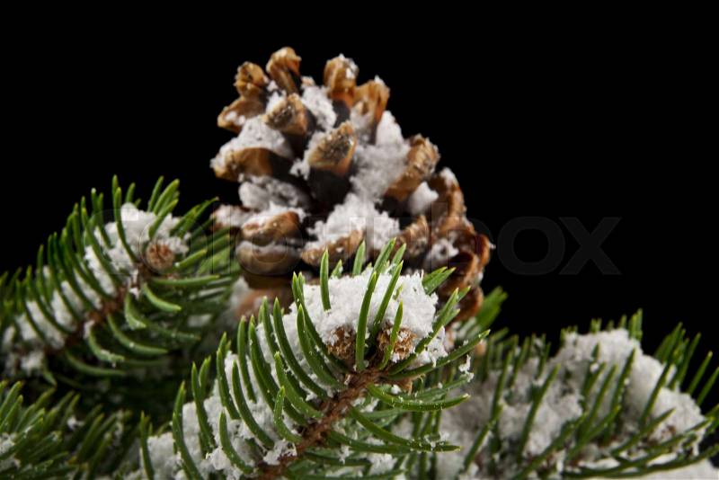 Cones and branch of Christmas tree in snow on a black background close-up, stock photo