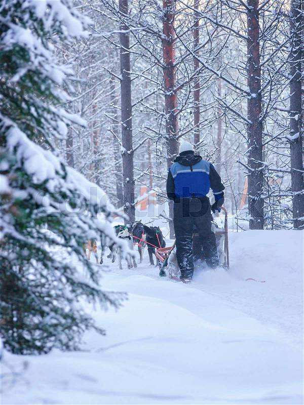 Woman riding husky dogs sleigh in Rovaniemi, Lapland in winter Finnish forest, stock photo