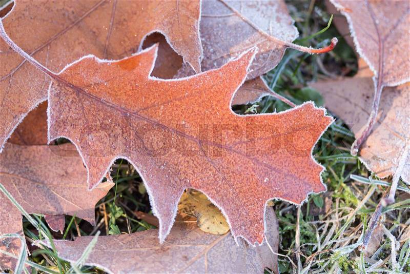 Oak leaves with diamond dust on a meadow , stock photo