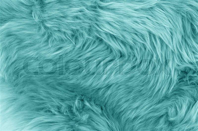 Turquoise blue sheepskin rug background. Wool texture. Close up sheep fur, stock photo