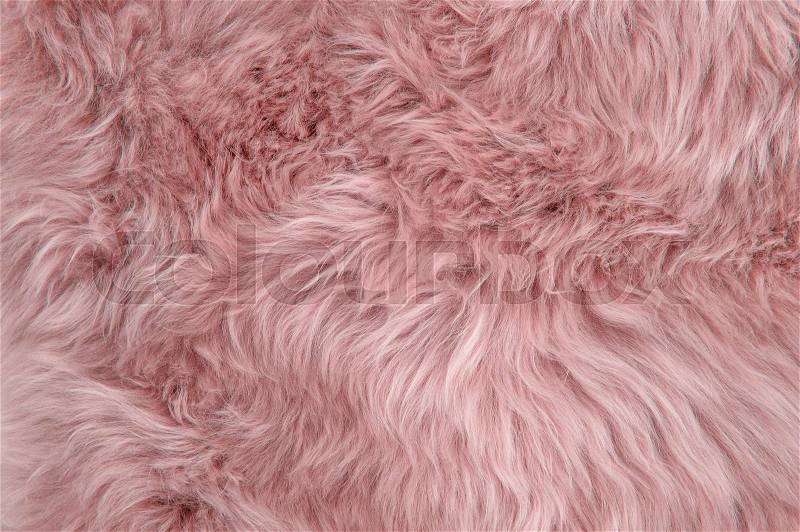 Pink sheepskin rug background. Wool texture. Close up sheep fur, stock photo