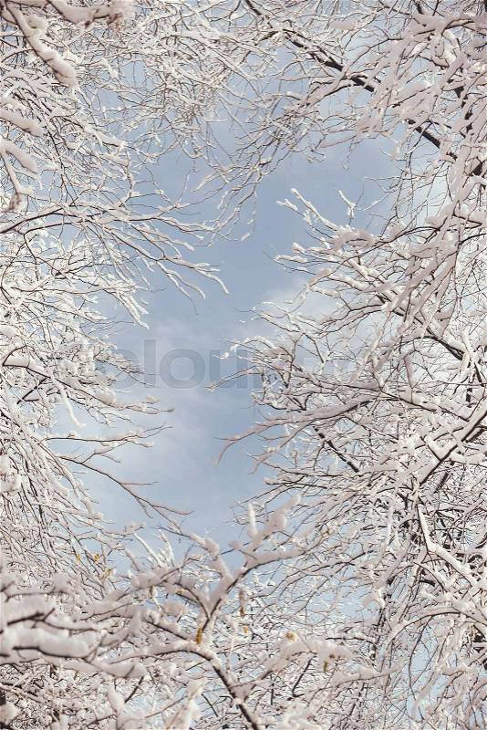 Winter bare tree branches from below. Unique nature season background formed by snowy branches in winter sunny day with copy space, stock photo