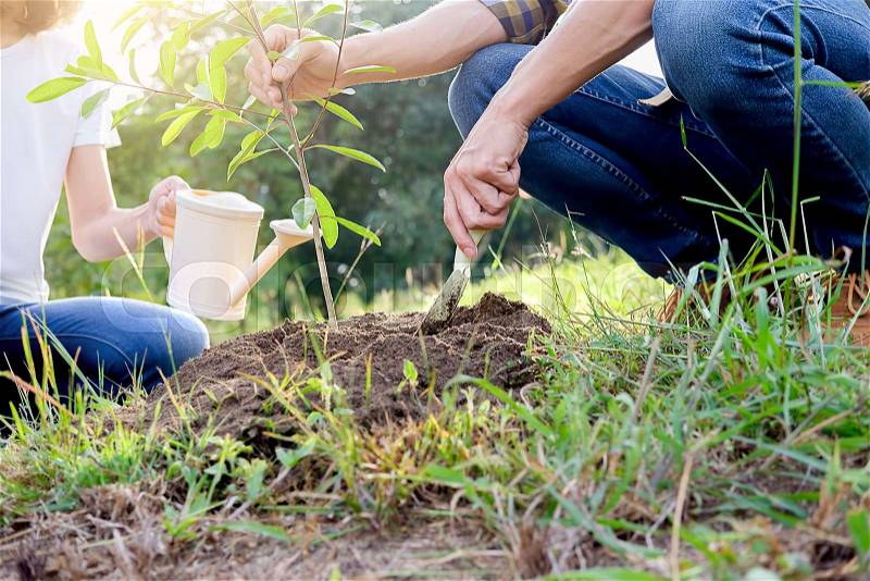 Planting a tree. Close-up on young couple planting the tree, then watering the tree. Environment and ecology concept, stock photo