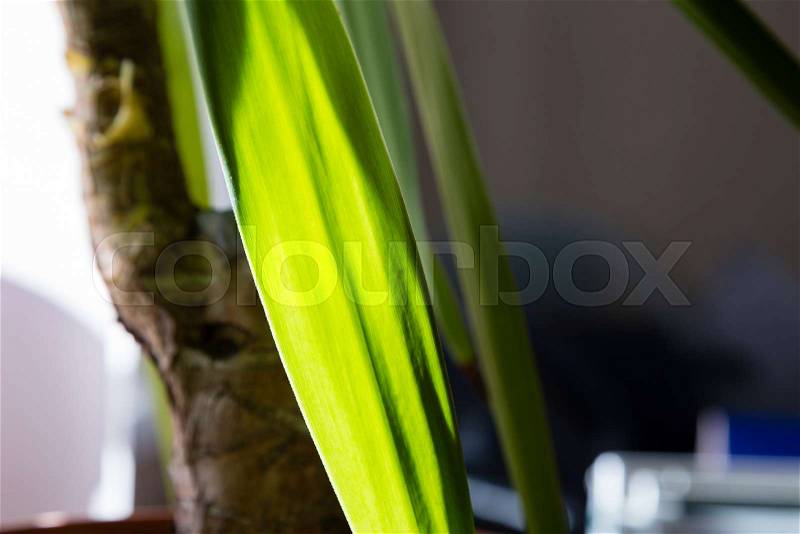 Palm tree into office. Close up of a leaf palm, stock photo
