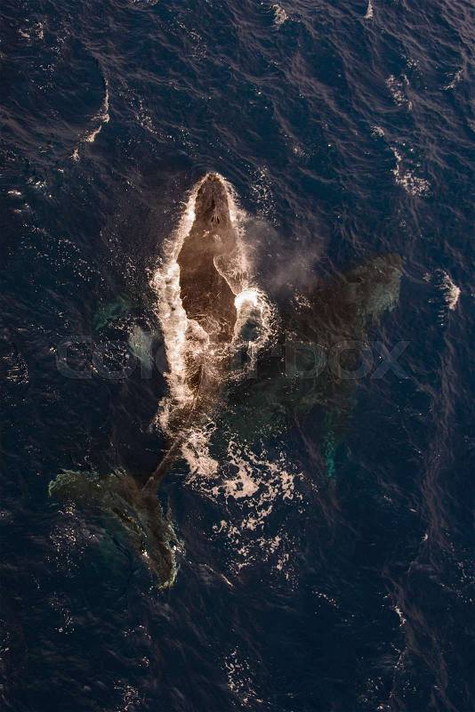 Humpback whale swimming in deep blue sea water - aerial view, stock photo