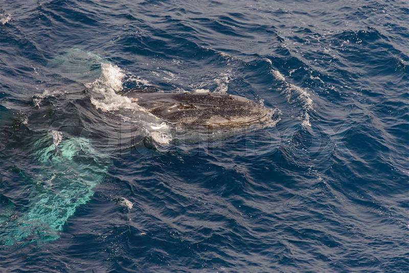 Humpback whale swimming in deep blue sea water - aerial view, stock photo