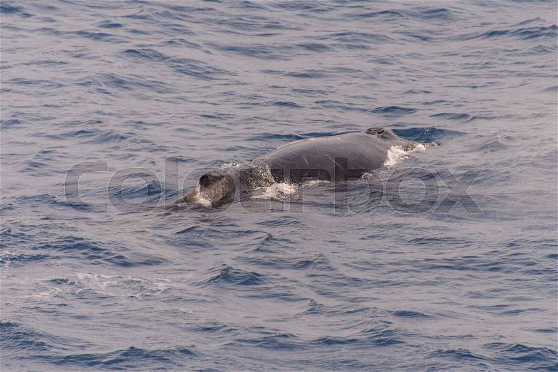 Humpback whale fin, stock photo