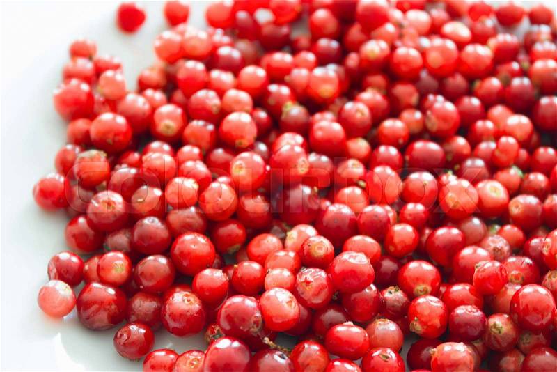 Raw fresh cowberry on white background. Fresh ripe cowberry berries on white, stock photo
