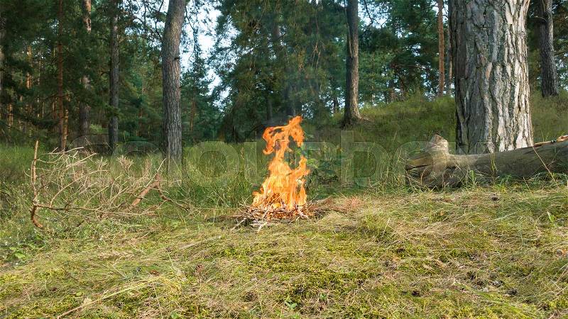 Fire, fume and firewood in forest. Bonfire on the nature, stock photo