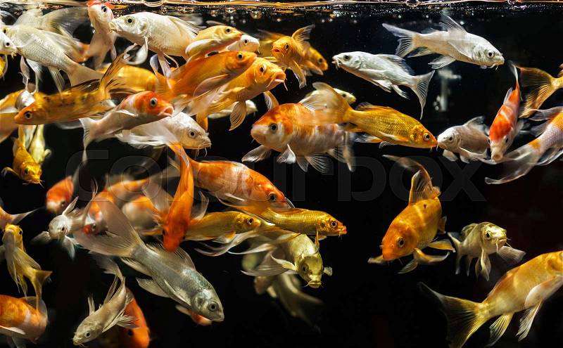 Fish in an aquarium on a black background, stock photo