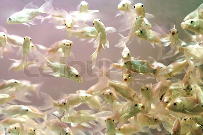 Fish in an aquarium on a white background, stock photo