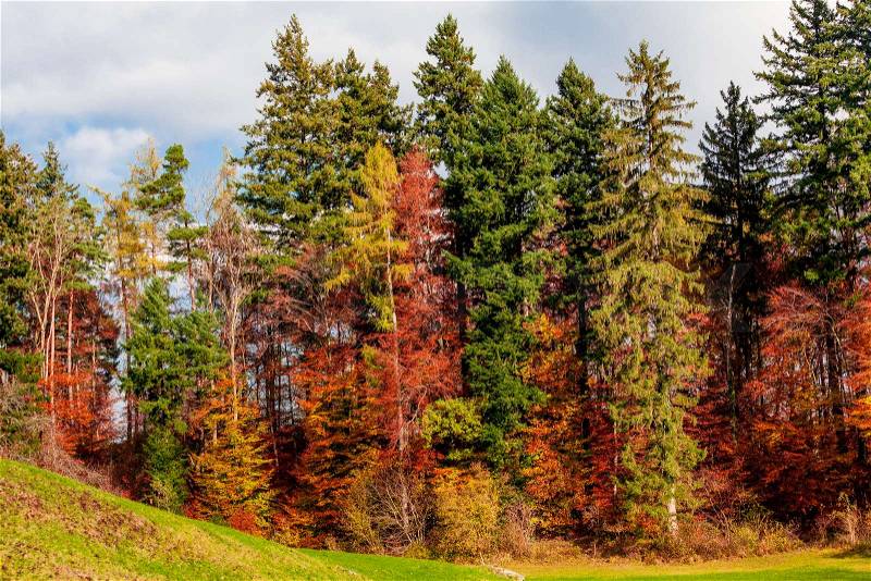 Beautiful autumn forest. forest landscape, stock photo