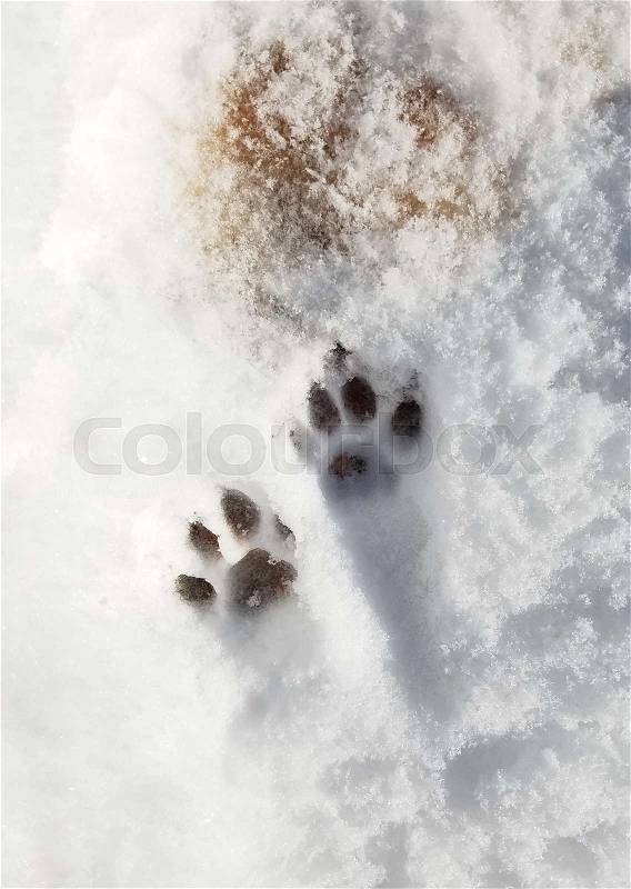 Animal Tracks in Snow, stock photo