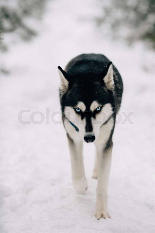 Husky dog walking on snow in winter cold day, stock photo
