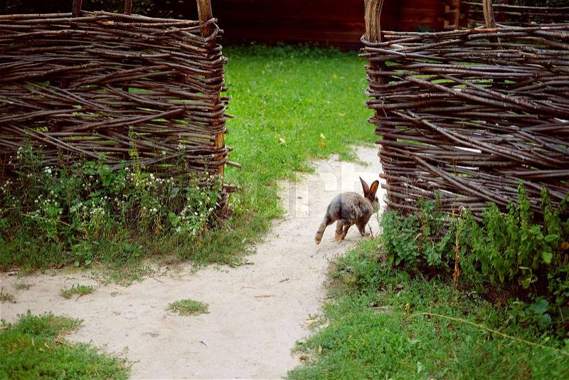 Traditional Ukrainian village. Countryside house with wicker fence and running rabbit in summer evening with green luscious grass and neglected garden. Eco living concept. Green tourism, stock photo