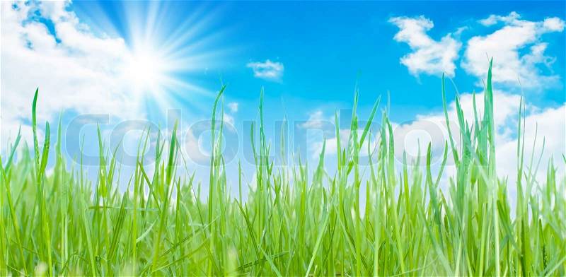 Green grass on meadow under summer sky whit clouds, stock photo