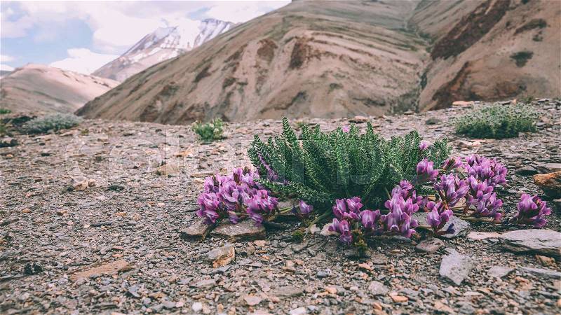 Close-up view of beautiful purple flowers blooming in rocky mountains in Indian Himalayas, Ladakh region, stock photo