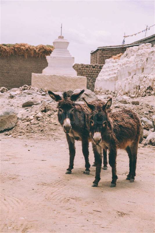 Two funny donkeys looking at camera while standing near stupa in Leh, Indian Himalayas, stock photo