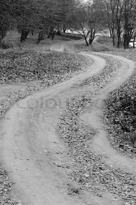 Dirt road in the woods with the letter s, stock photo