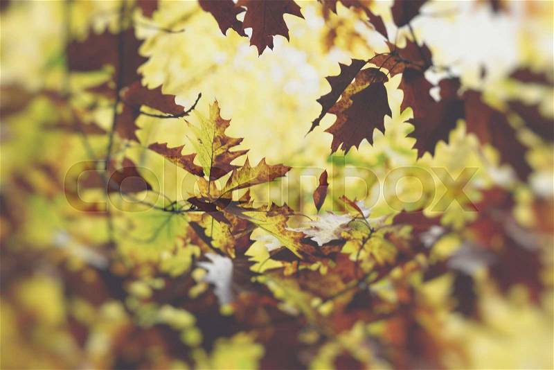 Oak tree. Autumn. Fall scene. Beauty nature scene trees and leaves. Nature background. Selective focus. , stock photo