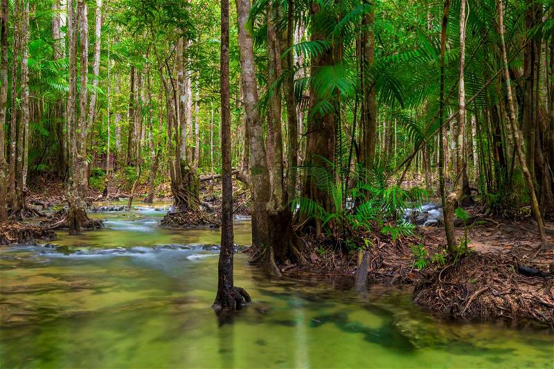 Shady jungle with a beautiful clean river in Thailand, stock photo